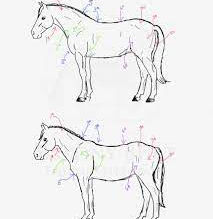 Understanding Horse Muscles: Atrophy, Strength, and Tension