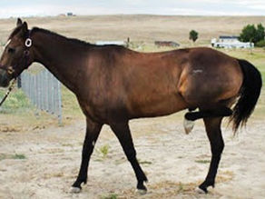 Helping Your Horse Overcome Australian Stringhalt: Expert Strategies and Support for Recovery