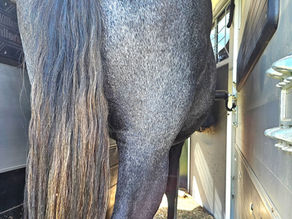 Why Your Horse Needs to Load From Either Side of the Float