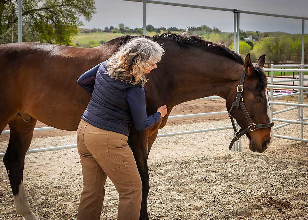 Why Does Your Horse Feel Like Six Different Drunk Horses After Bodywork?