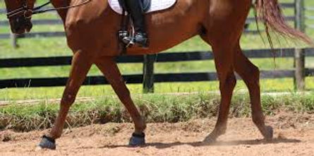 Choppy Move Helping Your Horse Move Freely: Tackling Choppy Steps and Hindquarter ...