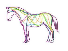 Understanding Horse Fascia: What Every Owner Should Know