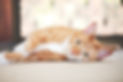 maneki-neko-ragamuffin-16.jpg