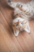 maneki-neko-ragamuffin-29.jpg