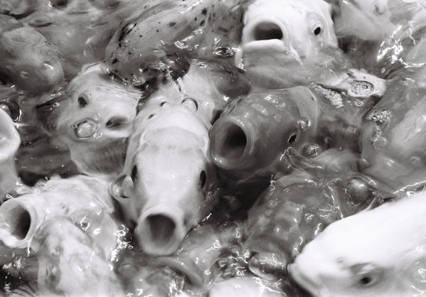 KOI