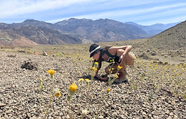 When You Go Looking for a Bloom and Find the Roots Instead