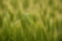 00983051-Wheat-field.jpg