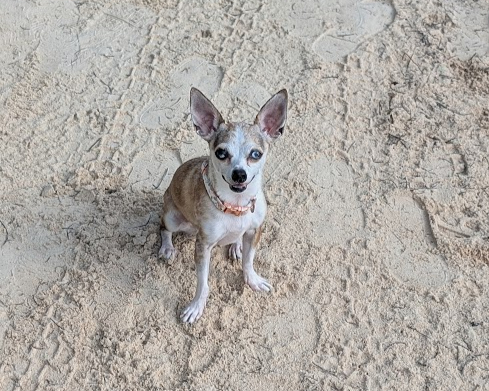 Chihuahua dog on a beach