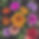 growing flowers.jpg