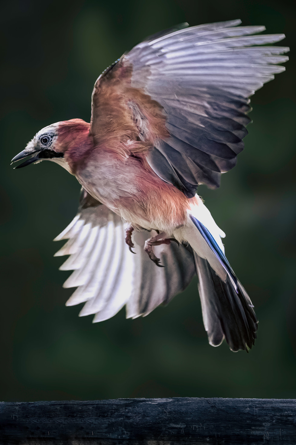 Eichelhäher im Abflug