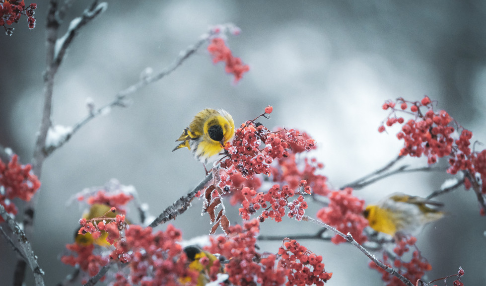 Portrait Mäusebussarrd