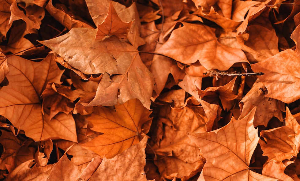 Why be Grateful (Thanksgiving) in 2020