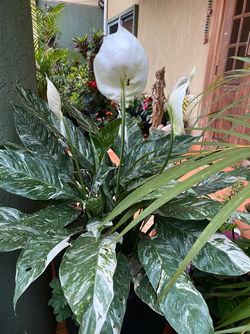 White peace lily