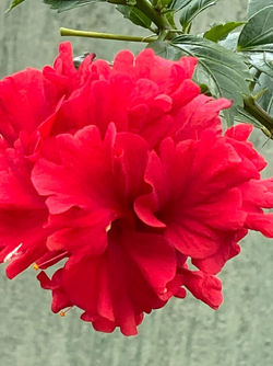 Direct Sunlight Flower