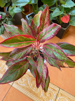 Aglaonema