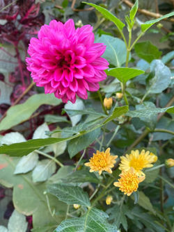 Pink Dahlia