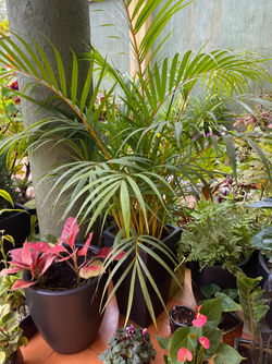 Indoor Palm 1