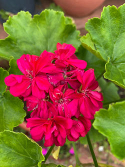 Bright Pink Geranium