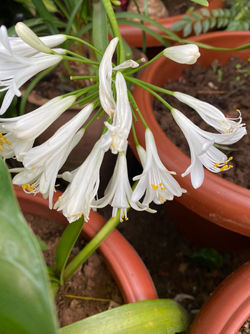 Direct Sunlight Flowers