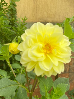 Yellow Dahlia