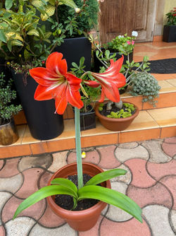 Orange Lily
