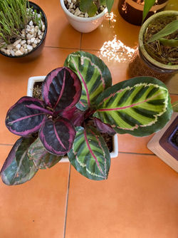 Aglaonema