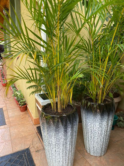 Indoor Palm 5