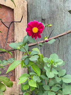 Red Dahlia