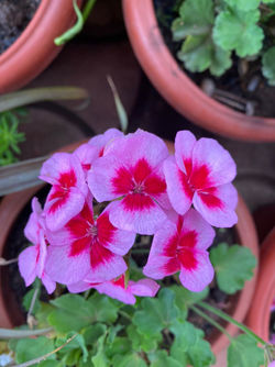 Lavender Geranium