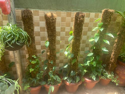 Pothos
