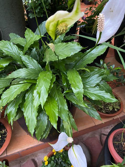 White peace lily
