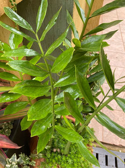 ZZ plant 4