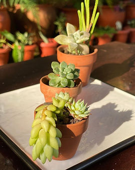 plantsedited.jpg