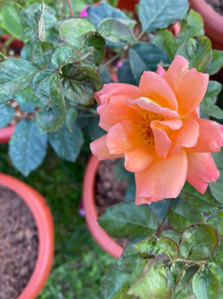 Direct Sunlight Flower