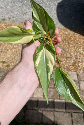 DFX_6488.JPG
