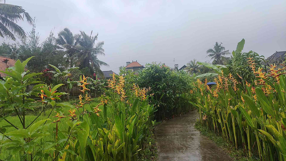 kajeng rice field work