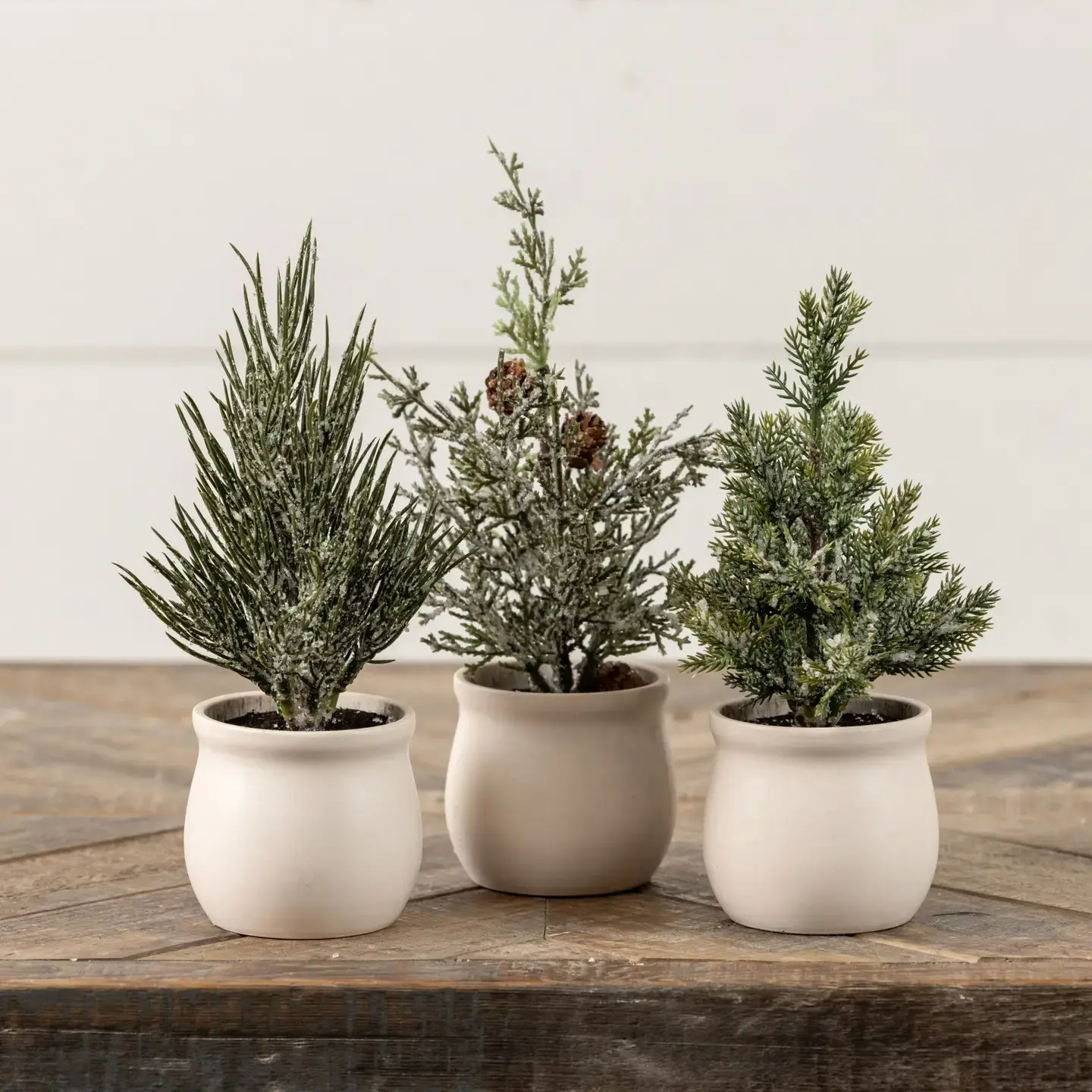 Ragon House | Conway Tree in Pot