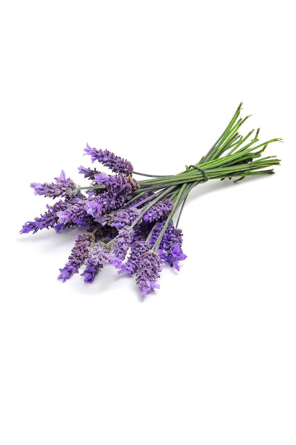 Thumbnail: doTERRA | Lavender Touch