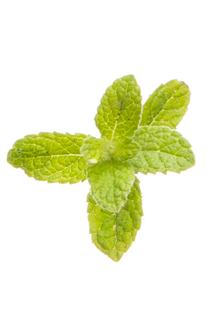 Thumbnail: doTERRA | Peppermint Touch