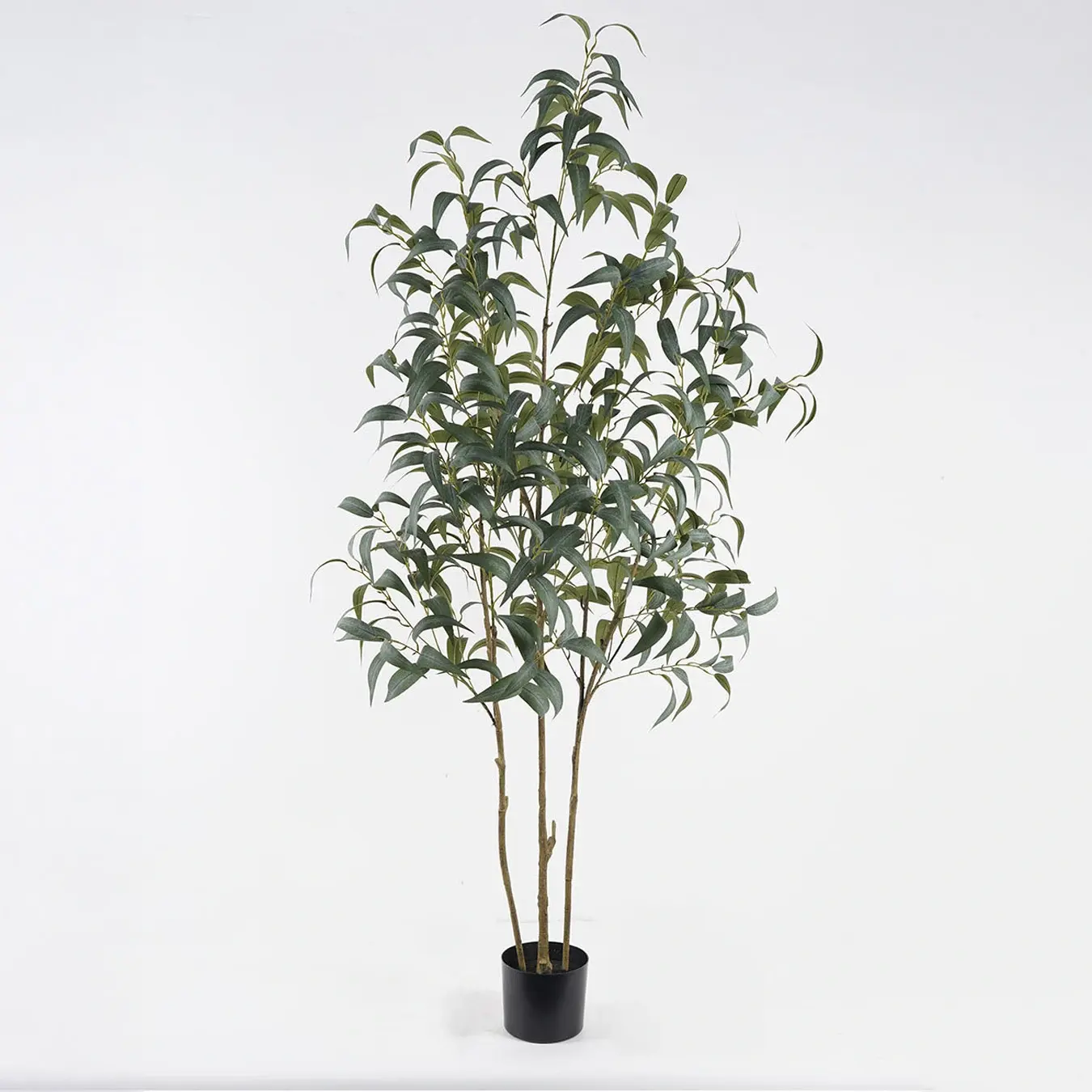 עץ אקליפטוס