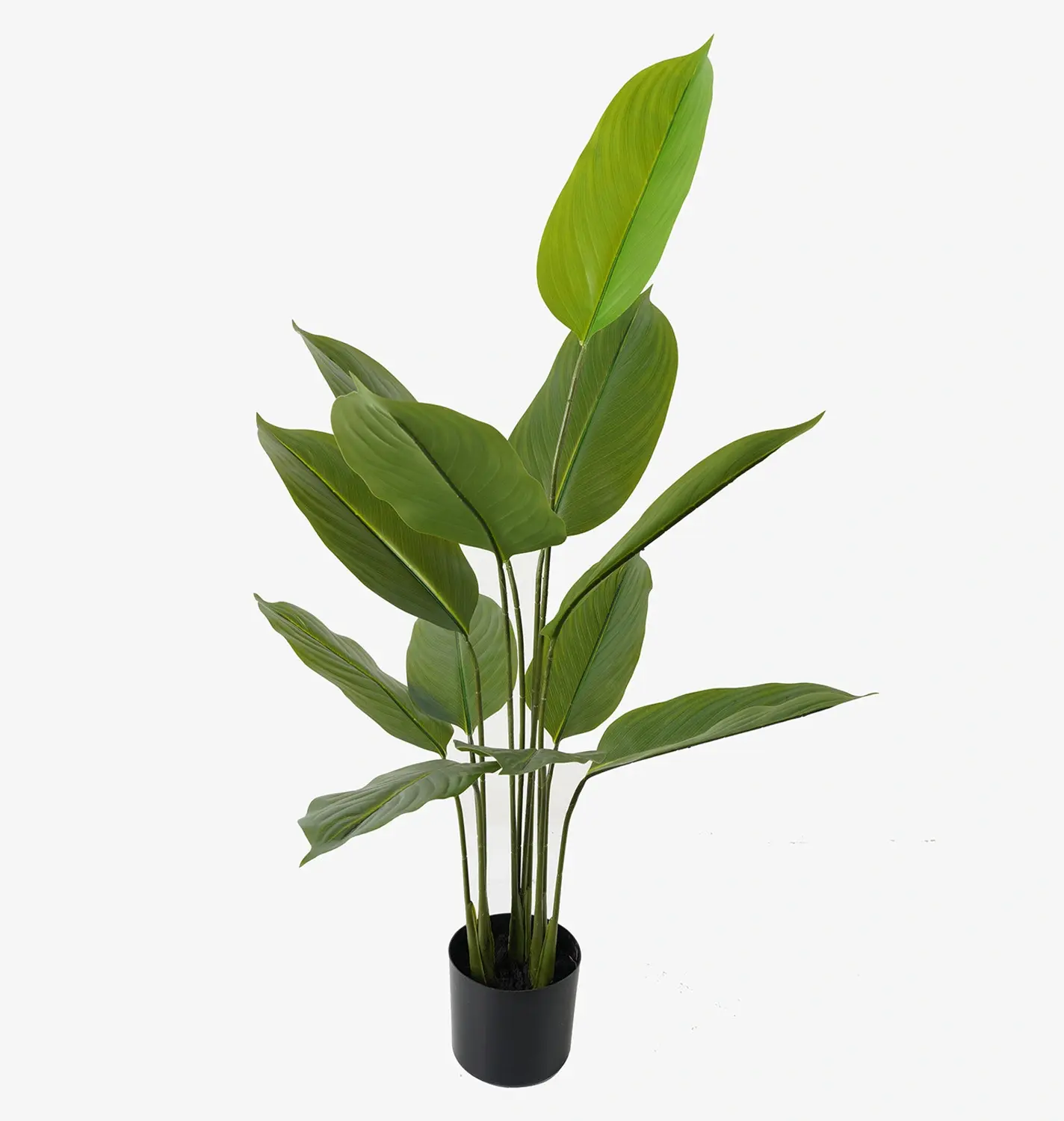 עציץ עלי גן עדן