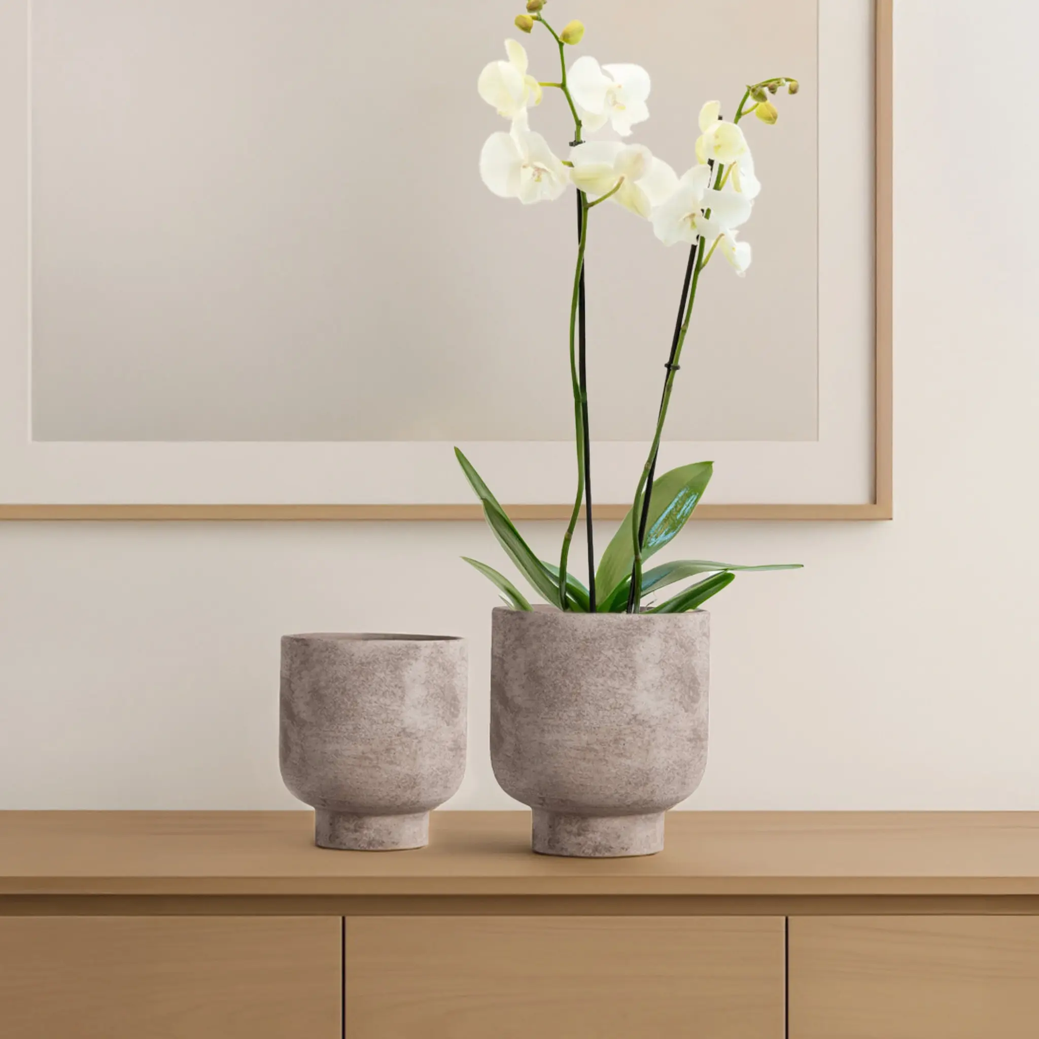 זוג עציצי סלנה