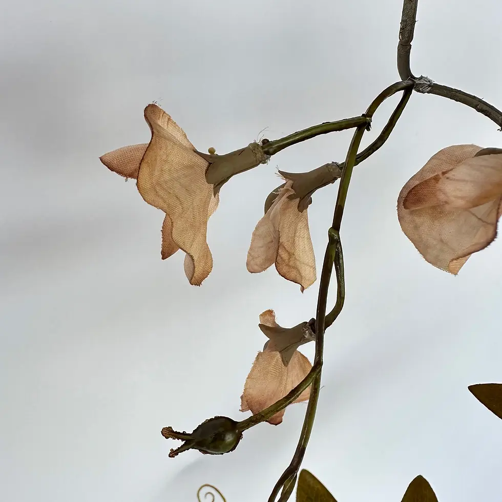 תמונה ממוזערת: סט 3 ענפים - אפונה