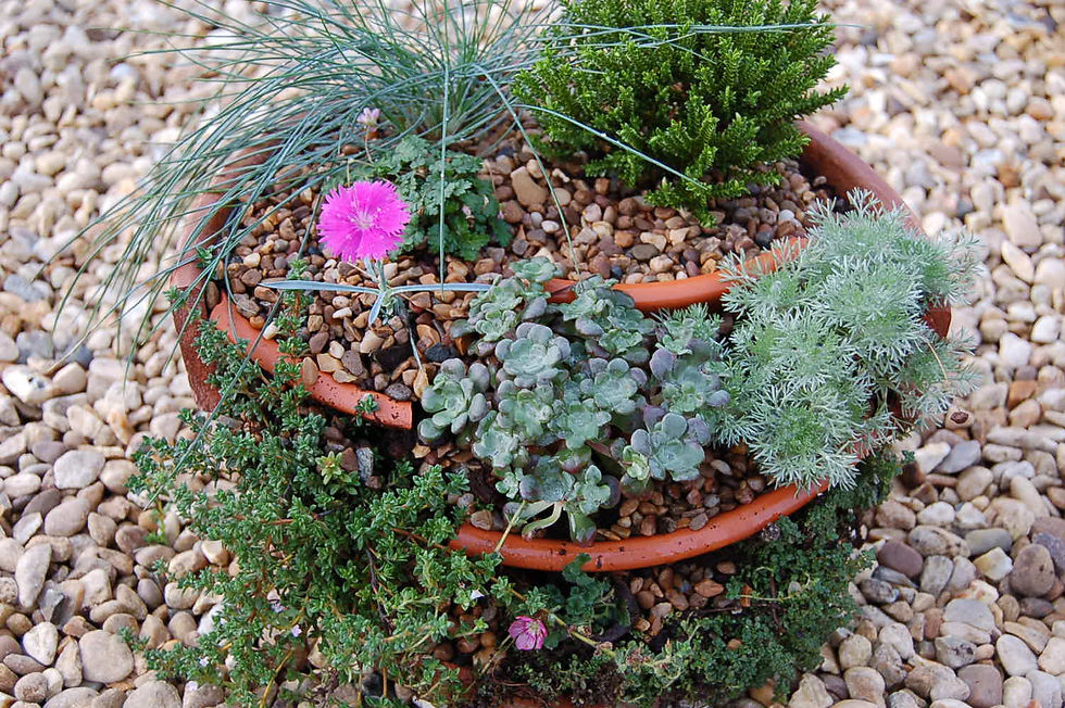 Thumbnail: 20 Alpines for Troughs and Containers in 9cm pots