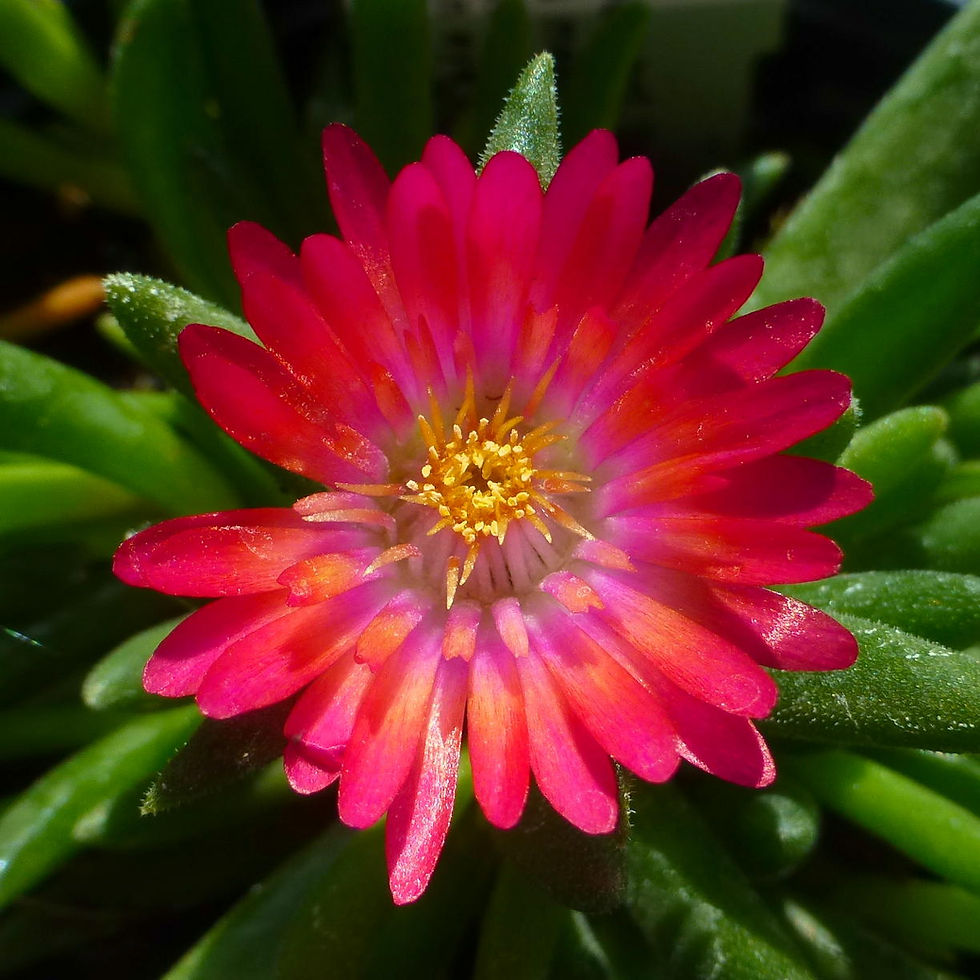 Thumbnail: 20 ALPINE DAISIES in 9cm pots