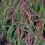 Thumbnail: 6 Grasses for Part Shade in large 3 LITRE pots
