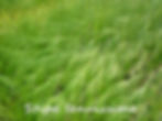 Thumbnail: 15 Grasses for WILDLIFE in 10.5cm pots