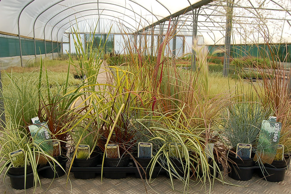 Choose your own Collection of 15 Grasses in 10.5cm pots