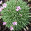 Thumbnail: 20 Alpines for Troughs and Containers in 9cm pots