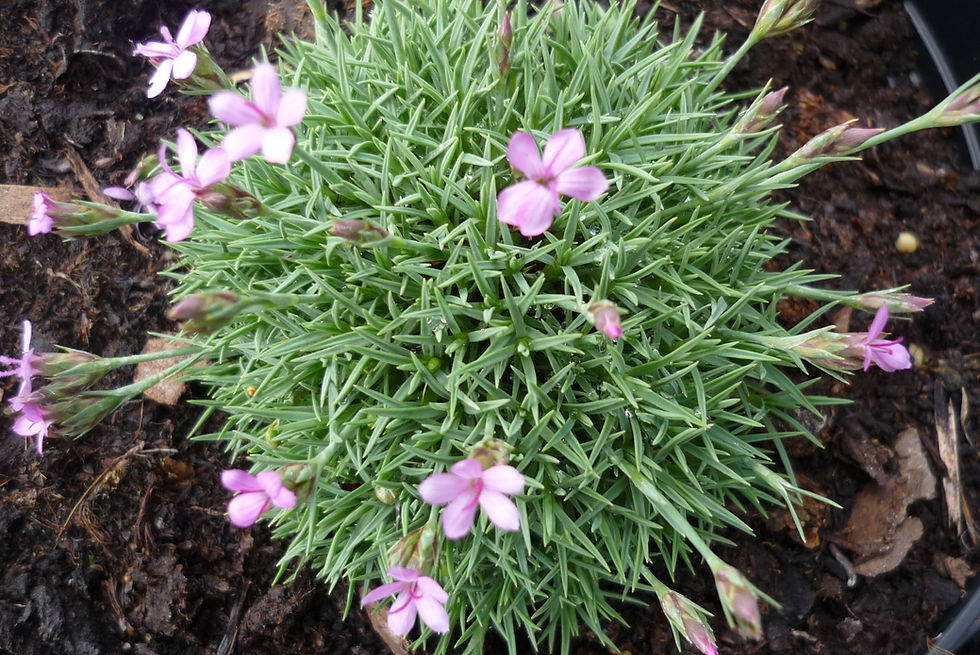 Thumbnail: 20 Alpines for Troughs and Containers in 9cm pots